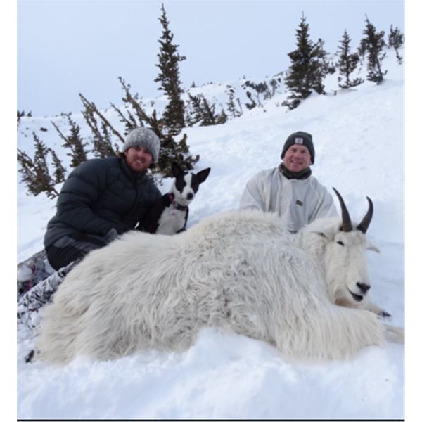 9-day British Columbia Winter Mountain Goat Hunt for One Hunter
