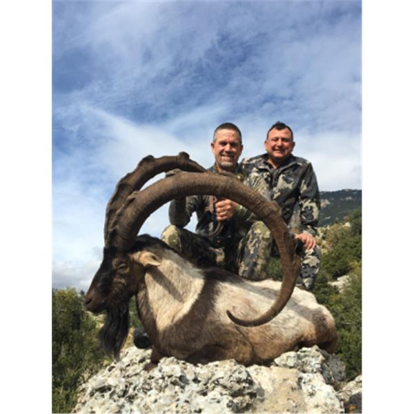 7-day Turkey Anatolian (Bezoar) Ibex Hunt for Two Hunters