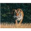 Image 1 : Fine Art Giclee on Canvas Titled "From The Shadows" by Simon Combes