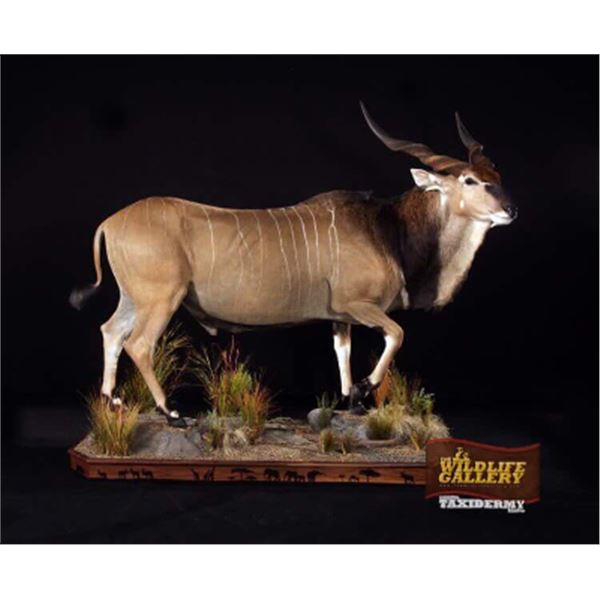$4,000 Credit Toward Any Life-Size Taxidermy Mount