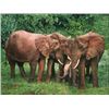 Image 1 : Fine Art Giclée on Canvas titled 'The Creche' by Guy Combes