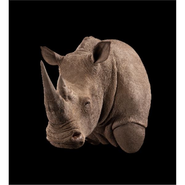 Rhino Replica Shoulder Mount