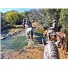 Image 4 : Horseback Plains Game Hunt in South Africa for 1 Hunter and 1 Non-Hunter