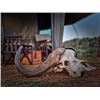 Image 5 : Horseback Plains Game Hunt in South Africa for 1 Hunter and 1 Non-Hunter