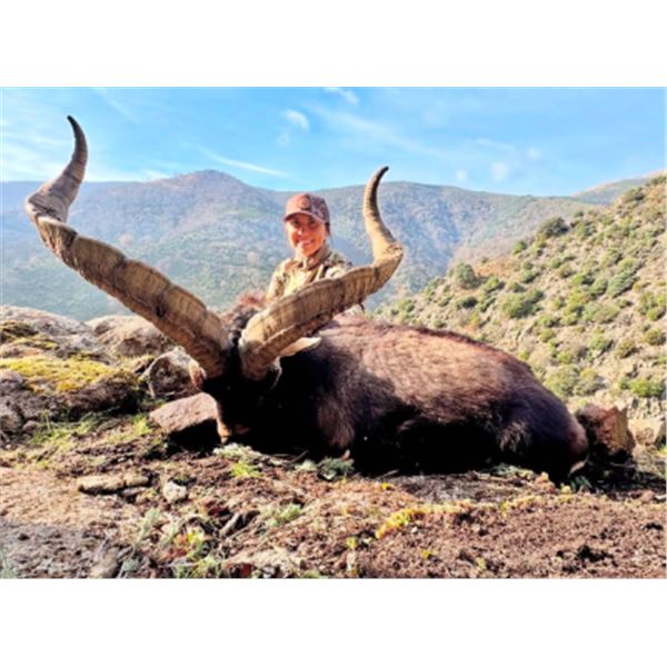 PYRENEAN CHAMOIS hunt, a wine-tasting session, and a Barcelona city tour for ONE HUNTER and ONE NON-