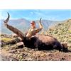 Image 1 : PYRENEAN CHAMOIS hunt, a wine-tasting session, and a Barcelona city tour for ONE HUNTER and ONE NON-