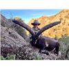 Image 3 : PYRENEAN CHAMOIS hunt, a wine-tasting session, and a Barcelona city tour for ONE HUNTER and ONE NON-