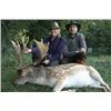 Image 1 : 4-Day France Fallow Deer and European Mouflon Hunt 2 Huntera and 1 guide