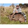 Image 2 : 5-day New Zealand Sika Deer Hunt for One Hunter and One Non-Hunter
