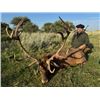 Image 3 : 7-day Argentina Free Range Red Stag & European Boar Hunt for One hunter and One Non-Hunter