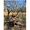 Image 4 : 7-day Argentina Free Range Red Stag & European Boar Hunt for One hunter and One Non-Hunter