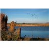 Image 1 : Waterfowl & Game Bird Shooting 3 Hunters 4 Non-Hunters — Eastern Cape, South Africa