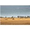 Image 2 : 4 days dove shooting in Cordoba Argentina for 4 hunters