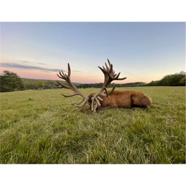 5-Day Hungary or Austria European Fallow Deer and European Red Stag Hunt for 2 Hunters and 2 Non-Hun