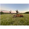 Image 1 : 5-Day Hungary or Austria European Fallow Deer and European Red Stag Hunt for 2 Hunters and 2 Non-Hun