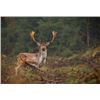 Image 2 : 5-Day Hungary or Austria European Fallow Deer and European Red Stag Hunt for 2 Hunters and 2 Non-Hun