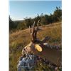 Image 4 : 7-day Hunt for European Brown Bear, Roe Deer and Red Fox for 1 Hunter and 1 Non-Hunter
