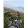 Image 5 : 7-day Hunt for European Brown Bear, Roe Deer and Red Fox for 1 Hunter and 1 Non-Hunter