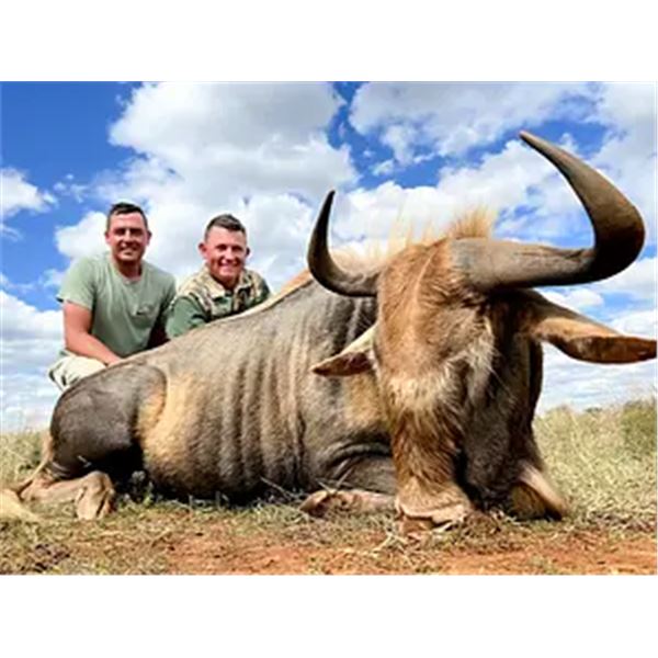 Sable, Golden Wildebeest & Plains Game Safari — North West Province, South Africa