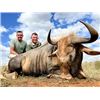 Image 1 : Sable, Golden Wildebeest & Plains Game Safari — North West Province, South Africa