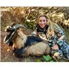 Image 1 : New Zealand Hunt for Two Hunters in Pursuit of Red Stag, Goat, Chamois and Boar