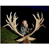 Image 3 : New Zealand Hunt for Two Hunters in Pursuit of Red Stag, Goat, Chamois and Boar