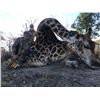 Image 1 : 7-day Limpopo Giraffe and Small Game Hunt for One Hunter and One Non-hunter