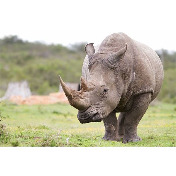 7-day South Africa Rhino Vita Dart and Impala, Warthog Hunt for One Hunter and One Non-hunter