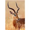 Image 2 : 7-day South Africa Rhino Vita Dart and Impala, Warthog Hunt for One Hunter and One Non-hunter