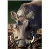 Image 3 : 7-day South Africa Rhino Vita Dart and Impala, Warthog Hunt for One Hunter and One Non-hunter