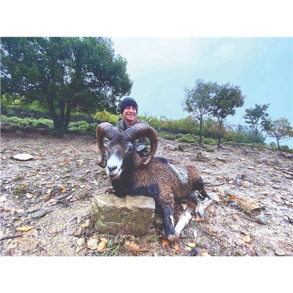 101 #PRE-01 Mouflon Sheep, Macedonia