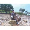 Image 1 : 101 #PRE-01 Mouflon Sheep, Macedonia