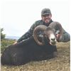 Image 4 : 101 #PRE-01 Mouflon Sheep, Macedonia