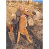 Image 3 : 102 #PRE-02 Five-Day Trophy Mountain Lion Hunt,  Arizona