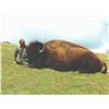 Image 2 : 103 #PRE-03 Free-Range Bison Hunt, California