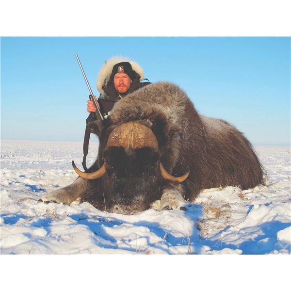 104 #PRE-04 Arctic Islands Caribou, Nunavut and  Greenland Muskox Fall Hunt