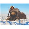 104 #PRE-04 Arctic Islands Caribou, Nunavut and  Greenland Muskox Fall Hunt