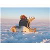 Image 2 : 104 #PRE-04 Arctic Islands Caribou, Nunavut and  Greenland Muskox Fall Hunt