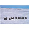 Image 3 : 104 #PRE-04 Arctic Islands Caribou, Nunavut and  Greenland Muskox Fall Hunt