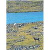 Image 4 : 104 #PRE-04 Arctic Islands Caribou, Nunavut and  Greenland Muskox Fall Hunt