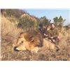 Image 1 : 201 #PRE-01 Lion Hunt, Zimbabwe
