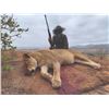 Image 2 : 201 #PRE-01 Lion Hunt, Zimbabwe