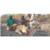 Image 4 : 201 #PRE-01 Lion Hunt, Zimbabwe