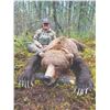 202#PRE-02 Spring Baited Grizzly Bear Hunt  for One Hu