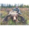 Image 2 : 202#PRE-02 Spring Baited Grizzly Bear Hunt  for One Hu