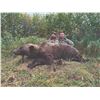 Image 3 : 202#PRE-02 Spring Baited Grizzly Bear Hunt  for One Hu