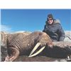203 #PRE-03 Atlantic Walrus Summer Hunt,  Nunavut