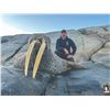 Image 2 : 203 #PRE-03 Atlantic Walrus Summer Hunt,  Nunavut
