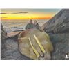Image 3 : 203 #PRE-03 Atlantic Walrus Summer Hunt,  Nunavut