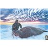 Image 4 : 203 #PRE-03 Atlantic Walrus Summer Hunt,  Nunavut